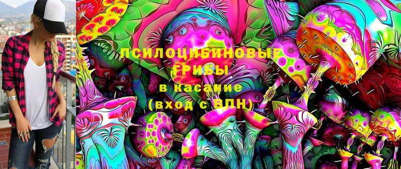 omg онион  купить  сайты  Злынка  Галлюциногенные грибы Psilocybe 